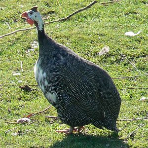 Somali wild asses enclosure - guineafowl