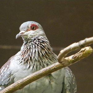 Speckaled Pigeon at Blackpool Zoo 6th March 2011
