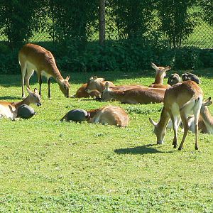 Somali wild asses enclosure - Kafue flats lechwes with guineafowls