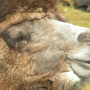 Bactrian Camel at Blackpool Zoo 6th March 2011