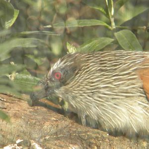 White Browed Coucal at Blackpool Zoo 6th March 2011