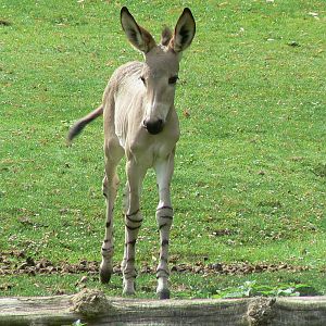 First somali wild ass foal born at the park