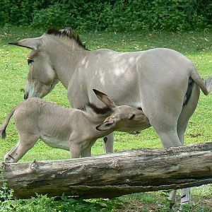 Somali wild ass foal with its mother