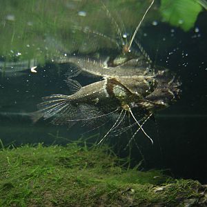 Freshwater butterflyfish