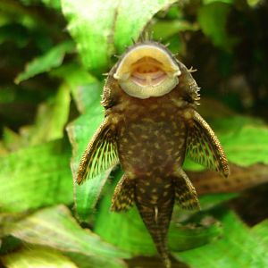 Ancistrus dolichopterus