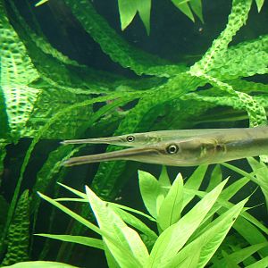 Freshwater garfish