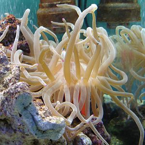 Condylactis gigantea