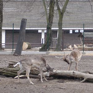 Persian fallow deers