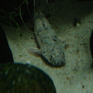 Polypterus delhezi