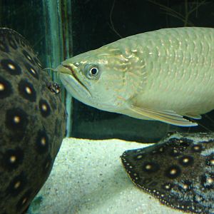 Australian Arowana and Ocellated River Stingrays
