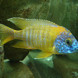 Aulonocara baenschi "Red Rubin"