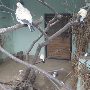 Pied Imperial-pigeons