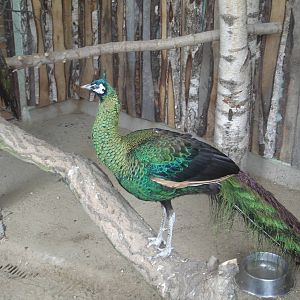 Green Peafowl