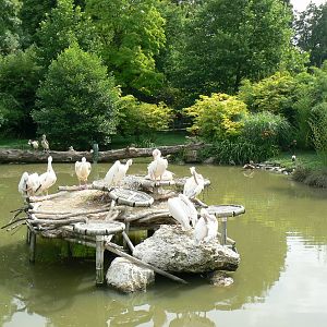 White pelicans pond