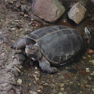 Giant Asian pond turtle and Amboina box turtle