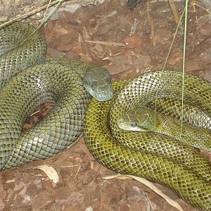 Japanese Rat Snakes
