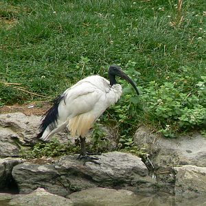White pelicans pond - sacred ibis