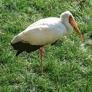 White pelicans pond - yellow-billed stork