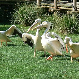 White pelicans pond - white pelicans