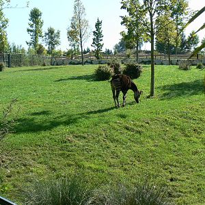 Okapis exhibit - third enclosure