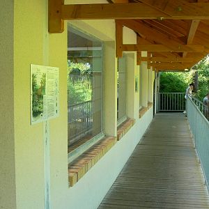 Okapis exhibit - In front of the okapis house