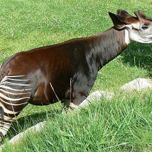 Okapis exhibit - okapi
