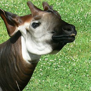 Okapis exhibit - okapi
