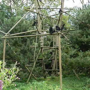 Black-headed spider monkeys island