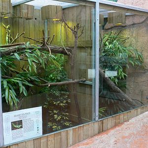 Australian greenhouse - Fidji banded iguanas exhibit