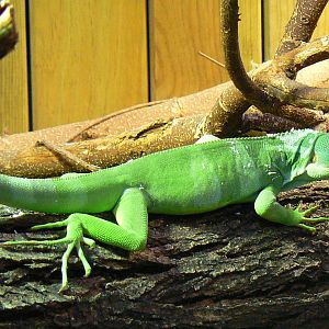 Australian greenhouse - Fidji banded iguana