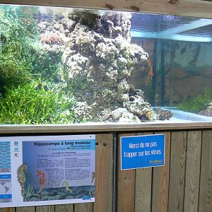 Australian greenhouse -  Long Snout seahorses aquarium