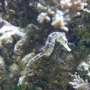 Australian greenhouse -  Long Snout seahorse