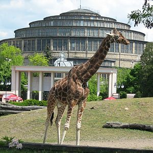 Giraffa camelopardalis
