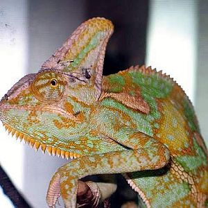 Chamaleo calyptratus