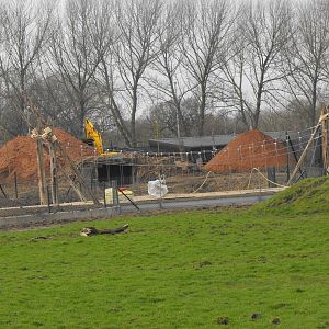 Painted Dog Enclosure Developments