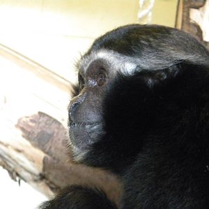 Seronimo the Pileated Gibbon at Blackpool Zoo 6th March 2011