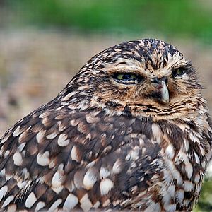 Burrowing Owl