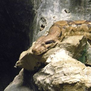 Common Boa at Blackpool Zoo 6th March 2011