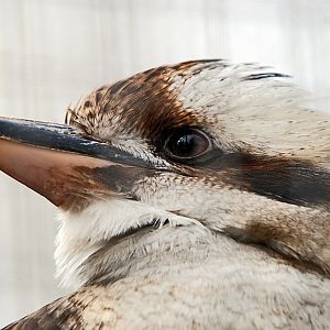 Laughing Kookaburra