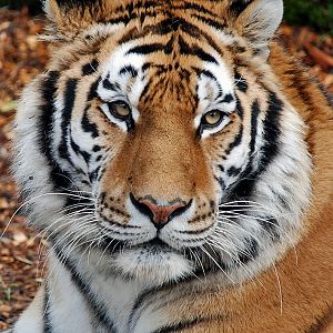 Makari Male Amur Tiger