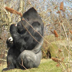 Bukavu The Male Western Lowland Gorilla at Blackpool Zoo 6th March 2011