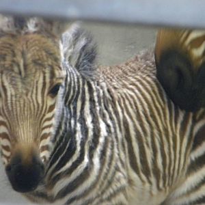 Male baby Hartmann's Mountain Zebra at Blackpool Zoo 6th March 2011