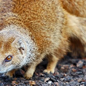 Yellow Mongoose