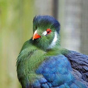 White Cheeked Turaco