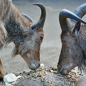 Barbary Sheep