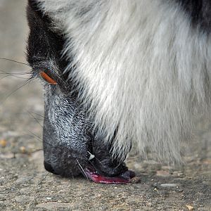 Black and whited ruffed lemur