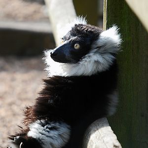 Black and whited ruffed lemur
