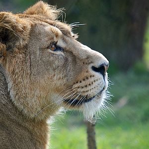 Asiatic Lioness