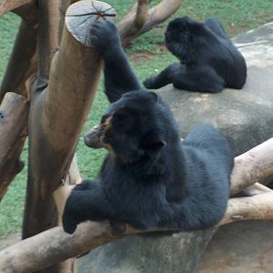 andean bear sao paulo zoo