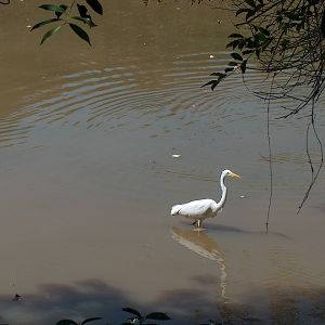 egret sao paulo zoo